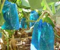 Protective Bags for Banana Cultivation
