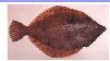 FLATFISH   -  Rock sole