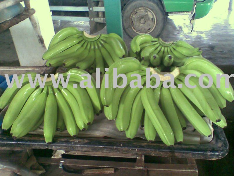 Fresh Green Cavendish Bananas