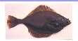 FLATFISH   -   Yellowfin sole