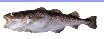 FISH   -  Pacific cod