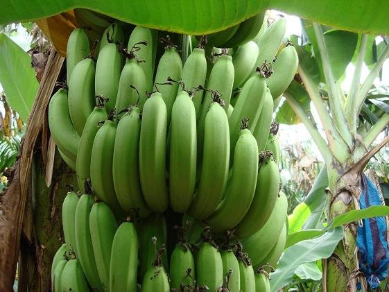 Fresh Bananas