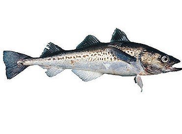 Seafood - Alaskan Pollock