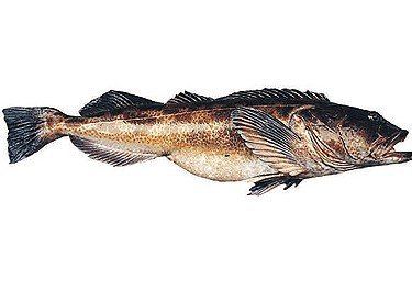 Seafood - Fish -Lingcod