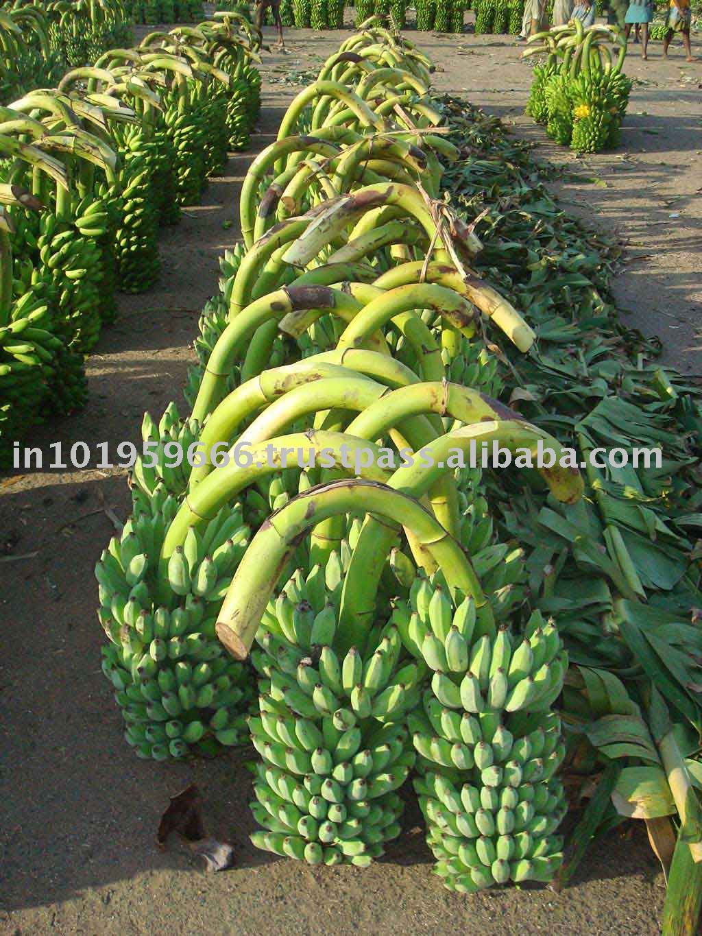 green banana fruit