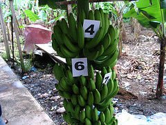 Fresh Dark Green Delmonte/Dole Cavendish Bananas Available for Sale