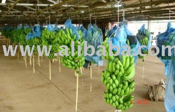 Fresh and Green  Cavendish   Banana (DELMONTE,  DOLE    MORITZ BRANDS)