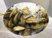 fresh harvested shell oysters