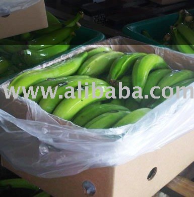 Fresh Bananas For Exportation