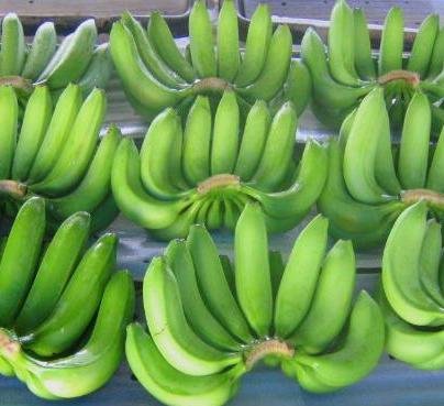 Fresh Green Cavendish Bananas For Sell