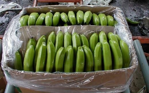 BEST PRICE CAVENDISH BANANAS FOR EXPORTATION