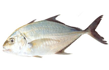 Longnose Trevally products,Thailand Longnose Trevally supplier