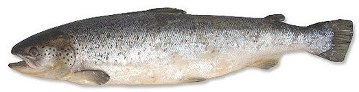  Norwegian   Salmon 