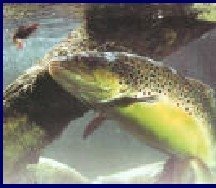 TROUT