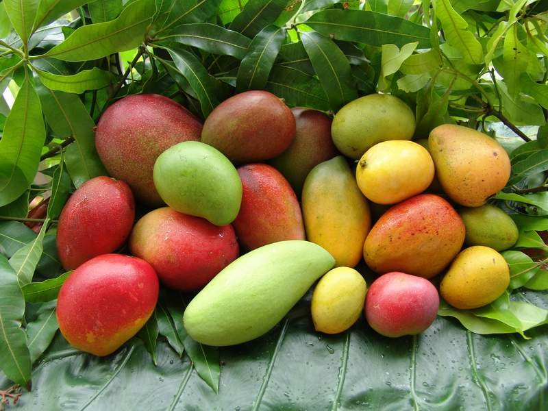 CAVENDISH  MANGO  FOR SALE