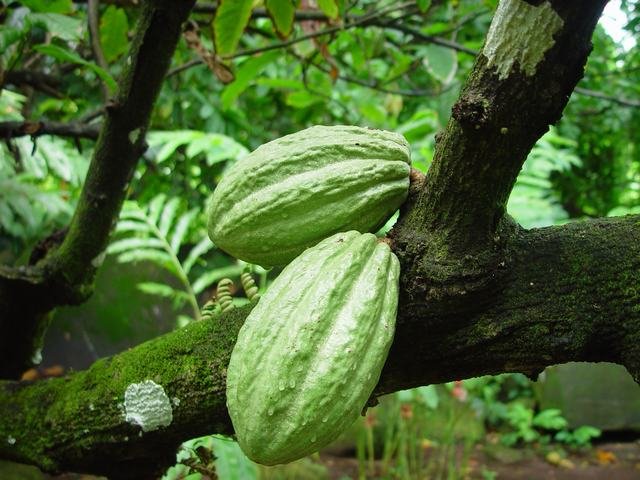 CAVENDISH  COCOA  FOR  SALE 