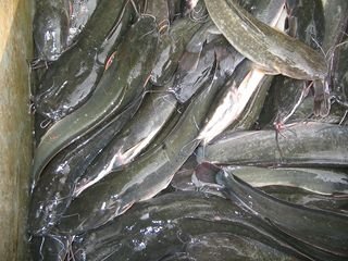 K.E.S  SMOKED   CATFISH 