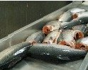 Fresh - Frozen Salmon and Trout