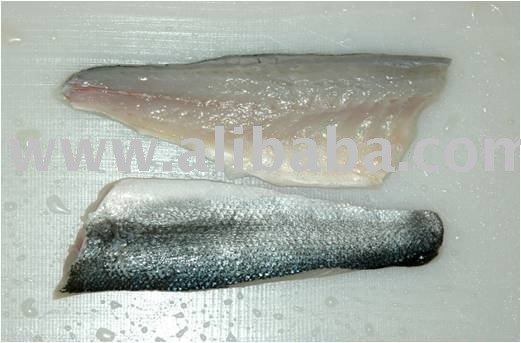 sea bass/wolfschbarsh/Dicentrarchus labrex