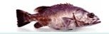 Hapuku Grouper