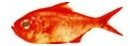 Alfonsino