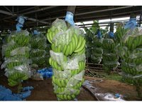 Green Cavendish Bananas