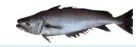 Hake