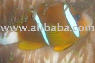  Export  Australian Double stripes Clown  fish 