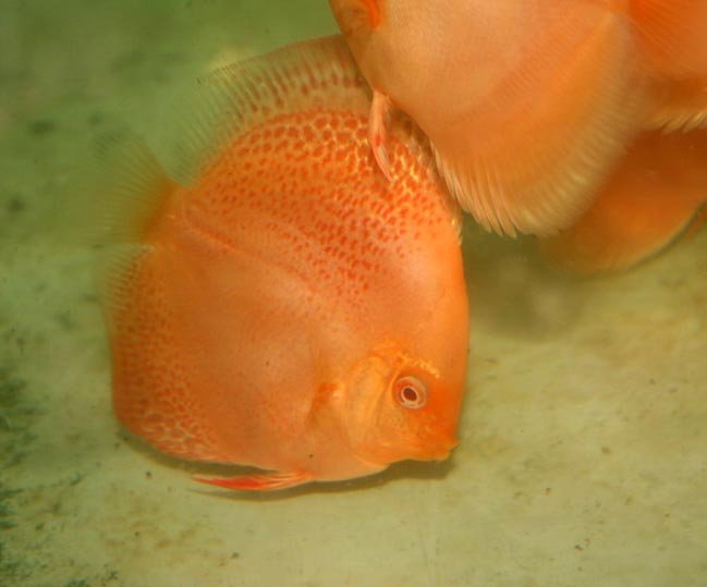 fish-Albino  Leopard  Snakeskin