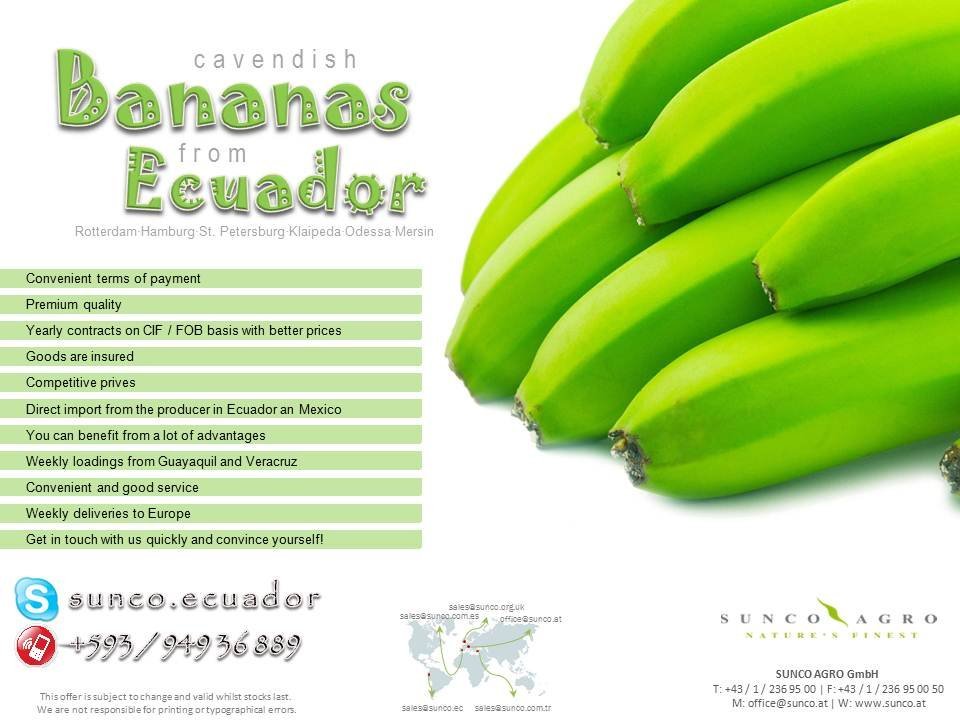 Cavendish Bananas
