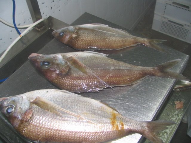 Grey Porgy