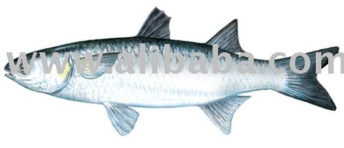 Frozen Grey Mullet