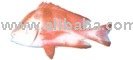 YEMENY RED SNAPPER
