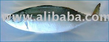 indian mackerel