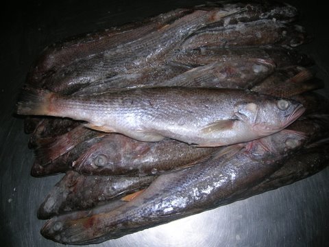Sea Trout