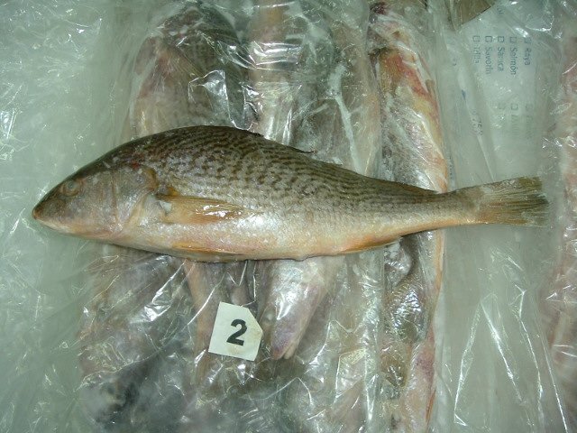 Yellow Croaker