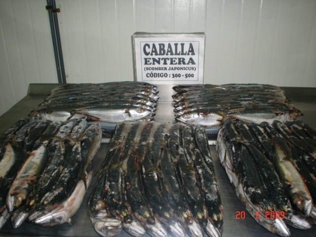 Pacific Mackerel