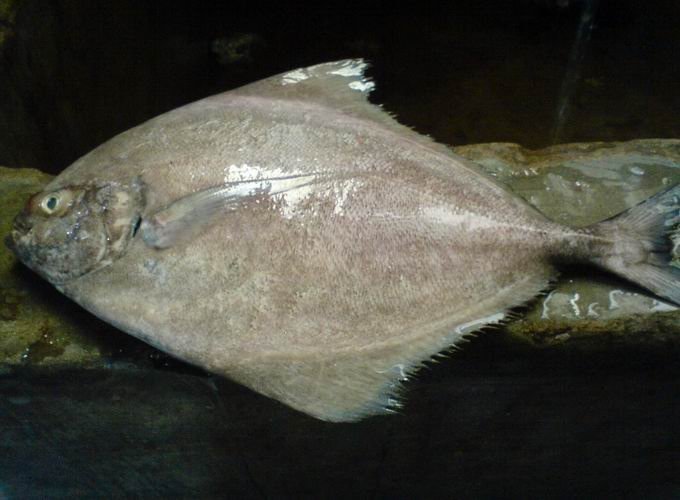 black pomfret