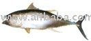 YEMENY Yellow Fin Tuna