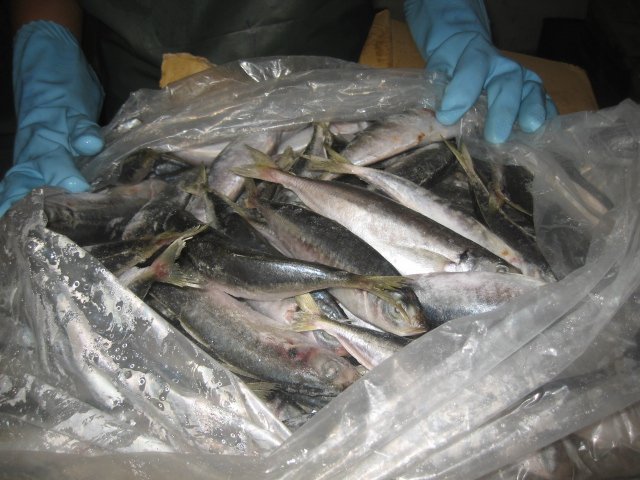 BLUE SCAD MACKEREL