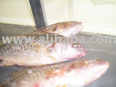 croaker