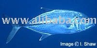 Bigeye  Trevally   Fish 