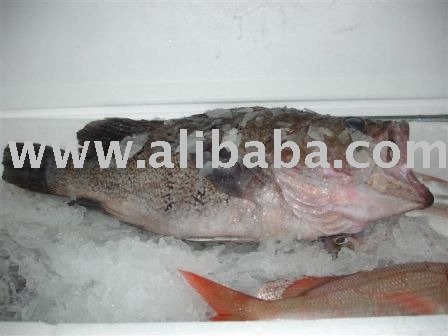 Frozen Grouper Whole Round