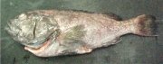 Grouper G&G.