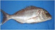 Sea bream.