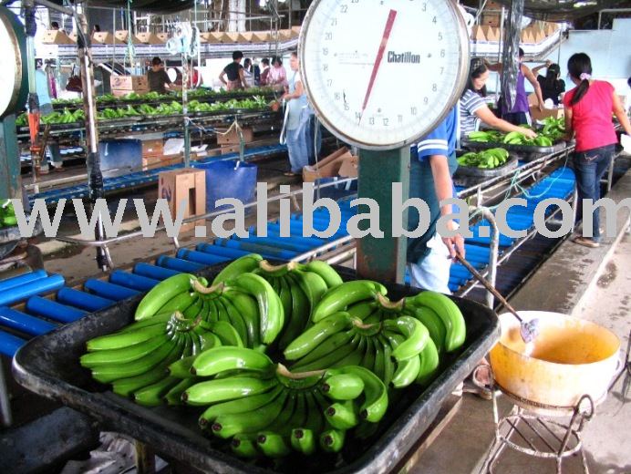 Banana/ Green Cavendish Banana / Banana Philippine