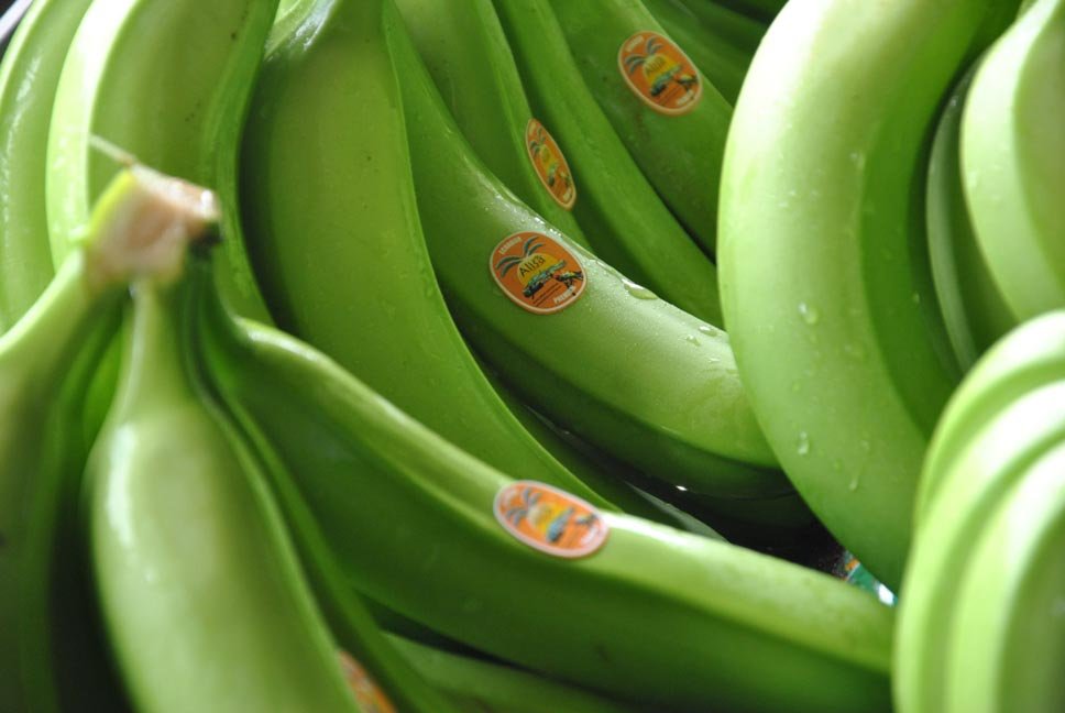 Cavendish Bananas, Green , Yellow.