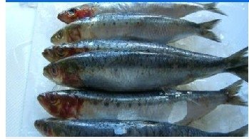 Sardinops sagax (Fish)