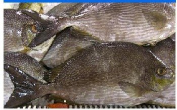 Lophius piscatorius (fish)
