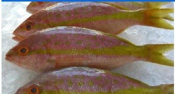 Ocyurus chrysurus (Fish)